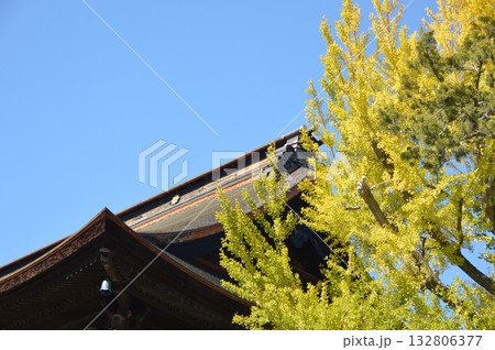 A yellow ginkgo tree 日本の古刹寺院で色づき始めた黄色いイチョウ(銀杏)の大木 132806377