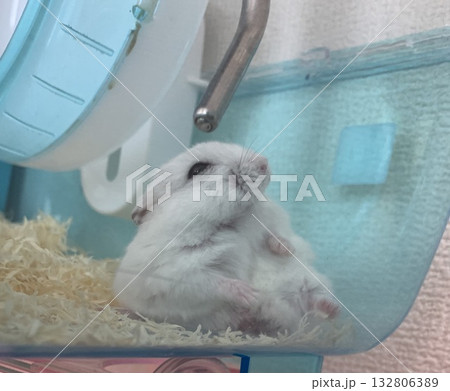 おっさんみたいなハムスター おっさんみたいなハムスター 132806389