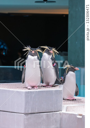 都会のオアシスに佇むイワトビペンギン 132806471