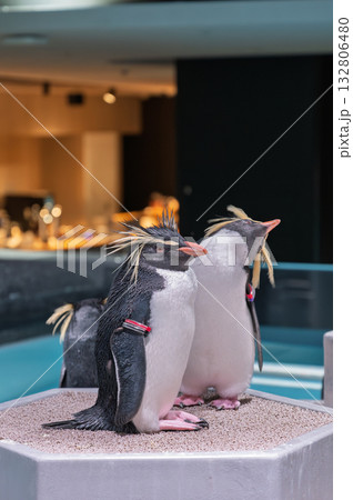 都会のオアシスに佇むイワトビペンギン 都会のオアシスに佇むイワトビペンギン 132806480