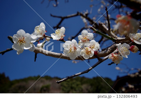 篠栗町 千鶴寺の白梅. 132806493