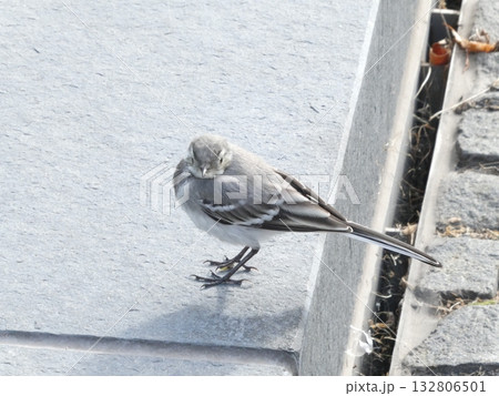 ハクセキレイ(White Wagtail, Motacilla alba) ハクセキレイ(White Wagtail, Motacilla alba) 132806501