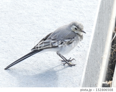 ハクセキレイ（White Wagtail, Motacilla alba）  132806508