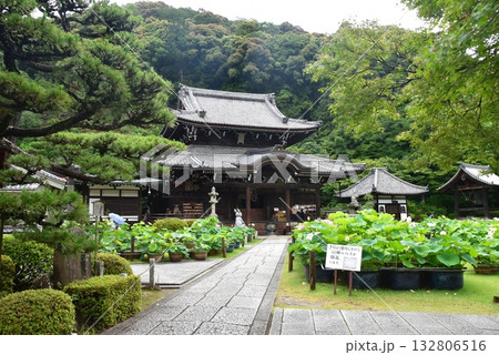 宇治市　三室戸寺本堂と参道と蓮の花 132806516