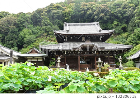 宇治市　三室戸寺本堂と蓮の花 132806518