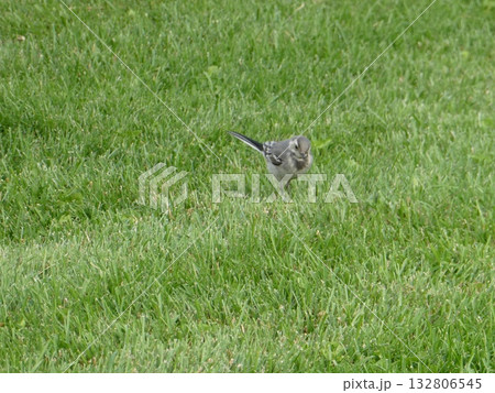 ハクセキレイ（White Wagtail, Motacilla alba） 132806545