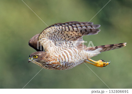 獲物に向かって飛ぶツミの幼鳥 獲物に向かって飛ぶツミの幼鳥 132806691