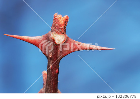 サンショウの葉痕と冬芽 132806779