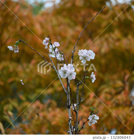 十月桜、21世紀の森と広場、千葉県松戸市 十月桜、21世紀の森と広場、千葉県松戸市 132806843