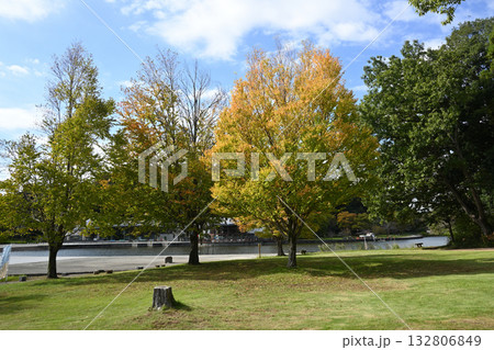 紅葉の木、21世紀の森と広場にて、千葉県松戸市 紅葉の木、21世紀の森と広場にて、千葉県松戸市 132806849