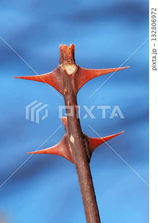 サンショウの葉痕と冬芽 132806972