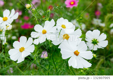 満開に咲いている秋桜 満開に咲いている秋桜 132807005