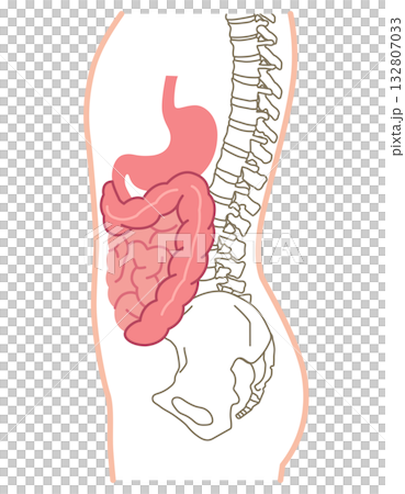 Side view of internal organs, digestive system, medical Side view of internal organs, digestive system, medical 132807033