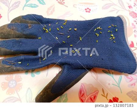 庭の草取りをして手袋に付いた雑草イノコズチの種 庭の草取りをして手袋に付いた雑草イノコズチの種 132807183