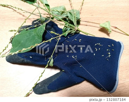 庭の草取りをして手袋に付いた雑草イノコズチの種 庭の草取りをして手袋に付いた雑草イノコズチの種 132807184