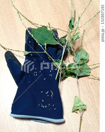 庭の草取りをして手袋に付いた雑草イノコズチの種 132807192
