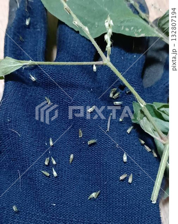 庭の草取りをして手袋に付いた雑草イノコズチの種 庭の草取りをして手袋に付いた雑草イノコズチの種 132807194