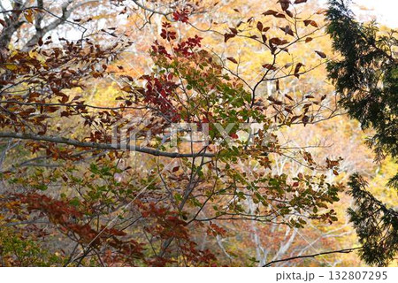 紅葉した葉 132807295