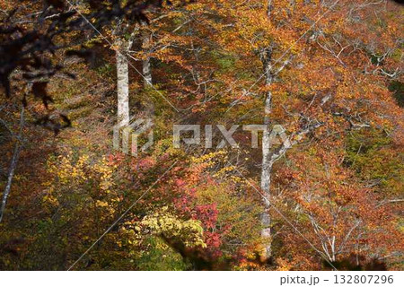 紅葉した森 紅葉した森 132807296