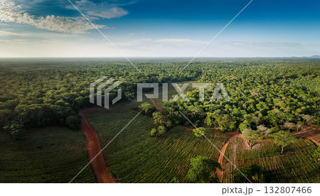 ドローンで上空から撮影した広大な森 132807466