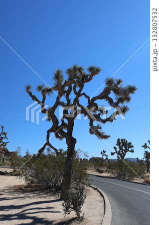 カリフォルニア州 ジョシュアツリー国立公園 カリフォルニア州 ジョシュアツリー国立公園 132807532