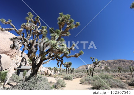 カリフォルニア州　ジョシュアツリー国立公園 132807546