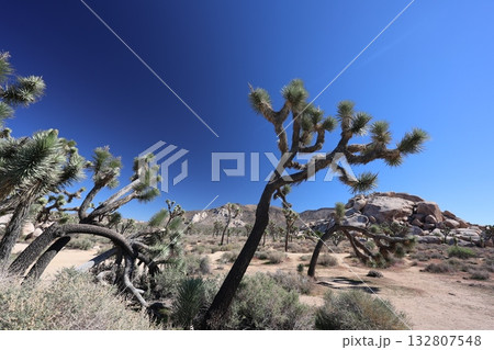 カリフォルニア州　ジョシュアツリー国立公園 132807548