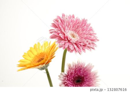白バックのガーベラの花 132807616