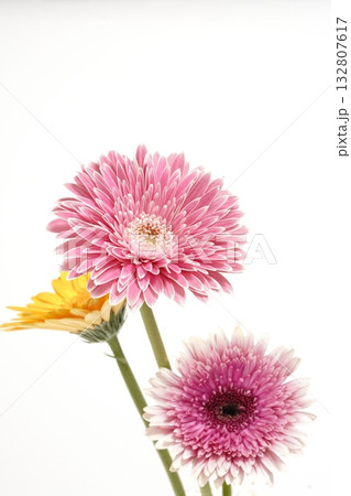 白バックのガーベラの花 132807617