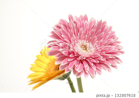 白バックのガーベラの花 132807618