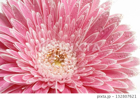 白バックのガーベラの花 132807621