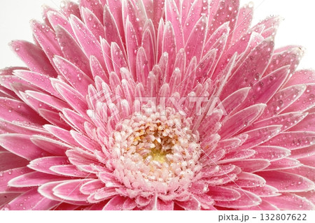 白バックのガーベラの花 132807622