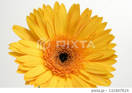 白バックのガーベラの花 白バックのガーベラの花 132807624
