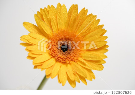 白バックのガーベラの花 132807626
