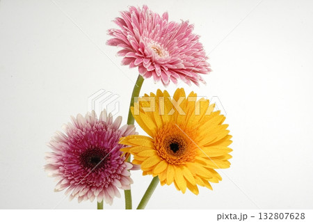 白バックのガーベラの花 132807628