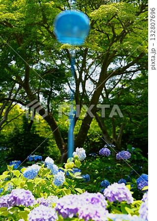 滋賀　近江八幡　八幡山のアジサイと風鈴（夏） 132807696