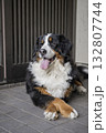 玄関でお澄ましするバーニーズマウンテンドッグ 玄関でお澄ましするバーニーズマウンテンドッグ 132807744
