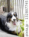お外でご機嫌なバーニーズマウンテンドック お外でご機嫌なバーニーズマウンテンドック 132807745