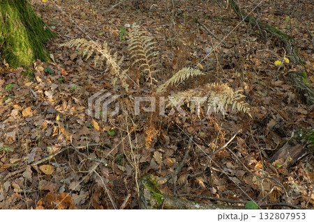 Dry ferns and fallen leaves on the forest floor in autumn Dry ferns and fallen leaves on the forest floor in autumn 132807953
