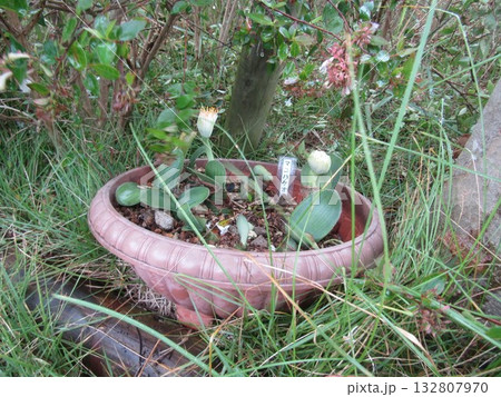 珍しいマユハケヨオモトの花 珍しいマユハケヨオモトの花 132807970