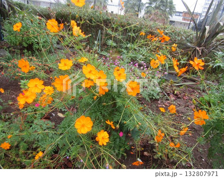 オレンジ色の花はキバナコスモスの花 132807971