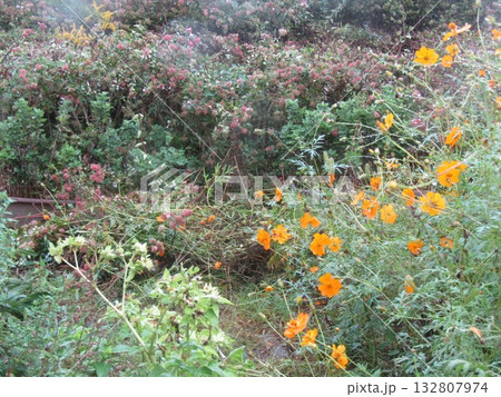 ピンクの花も有るアベリアの白い花 ピンクの花も有るアベリアの白い花 132807974