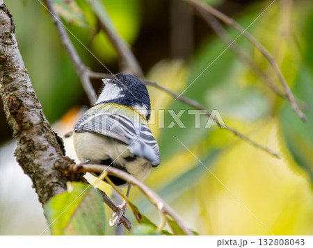枝にとまるシジュウカラ 132808043