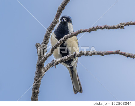 枝にとまるシジュウカラ 132808044