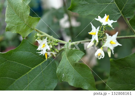 White flowers of eggplant blooming. 132808161