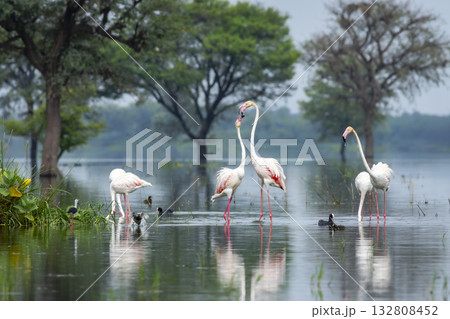 nature scenery or natural painting by Greater flamingo or Phoenicopterus roseus flock or flamingos family during winter migration at Keoladeo National Park Bharatpur bird sanctuary rajasthan india 132808452