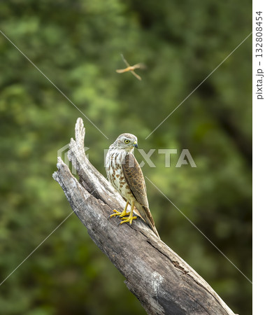 Shikra or Accipiter badius or little banded goshawk bird closeup perched in natural green background in winter season wildlife safari at ranthambore national park forest tiger reserve rajasthan india 132808454