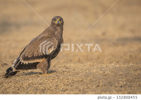 Steppe eagle or Aquila nipalensis portrait in jorbeer conservation reserve bikaner rajasthan india asia. large bird of prey with eye contact during winter migration perched on ground in sunlight 132808455
