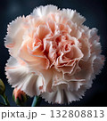カーネーション 132808813