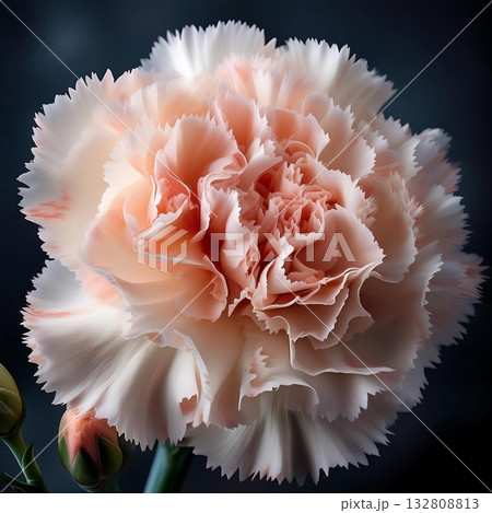 カーネーション 132808813
